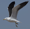 1cy fuscus in August, ringed in Finland. (81365 bytes)